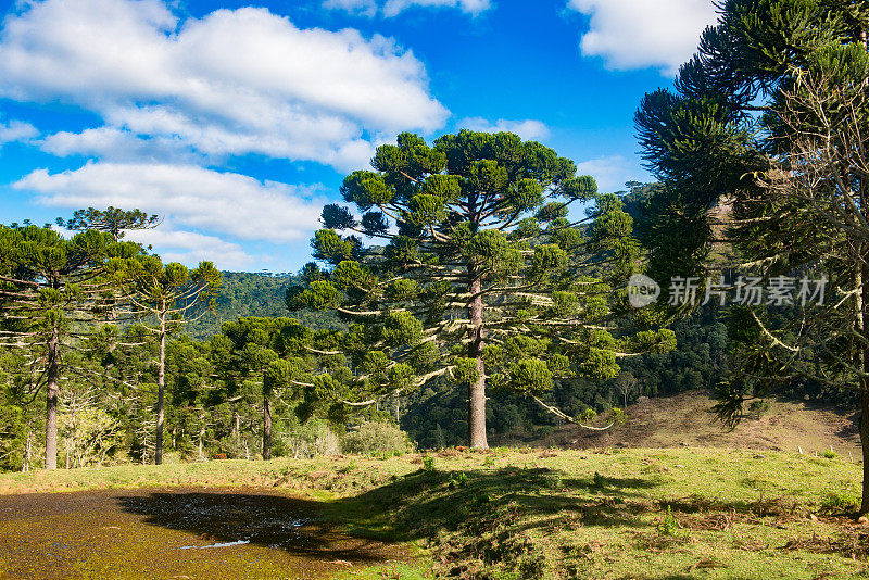 Urubici, Santa Catarina，巴西- araucarias，田野和山脉